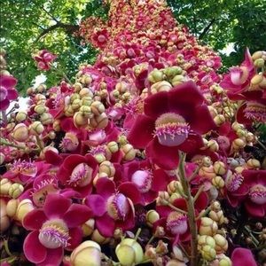 Meet your Posher, BeautyBee2000!